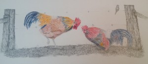 rooster_1